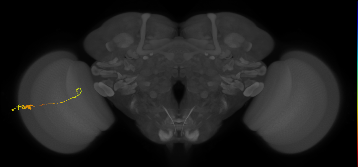 Tm5c_L (MaleCNS:64825)