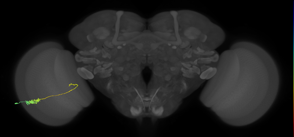 Tm5c_L (MaleCNS:70803)