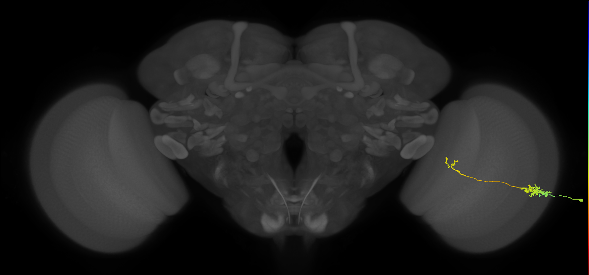 Tm5c_R (MaleCNS:59334)
