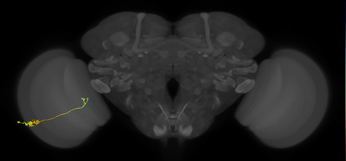Tm5c_L (MaleCNS:70089)