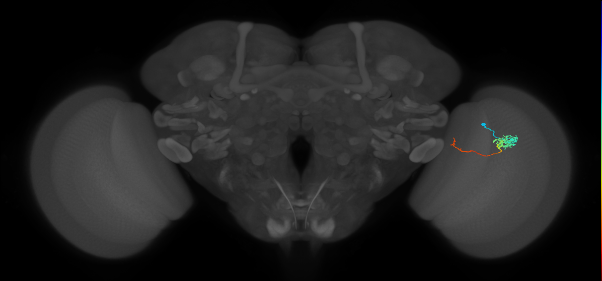 Tm5c_R (MaleCNS:82334)