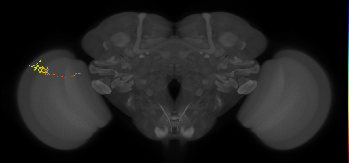 Tm5c_L (MaleCNS:543171)