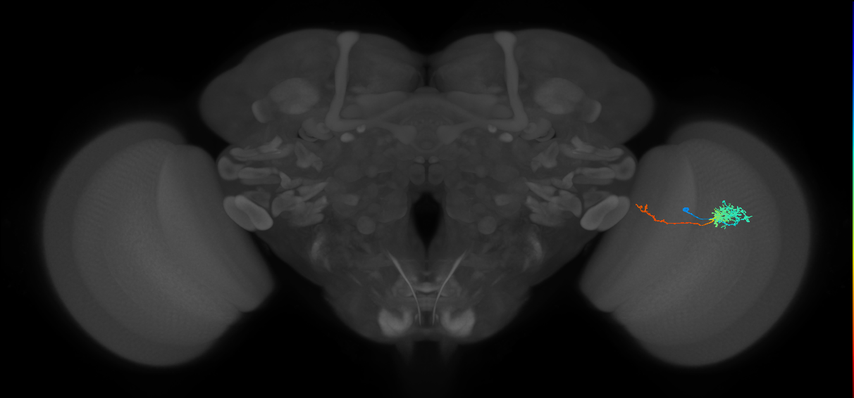 Tm5c_R (MaleCNS:73184)