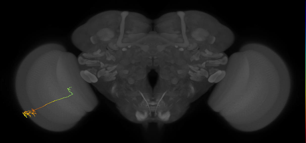 Tm5c_L (MaleCNS:315605779)