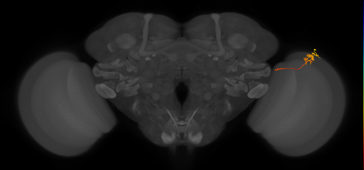 Tm5c_R (MaleCNS:150044)