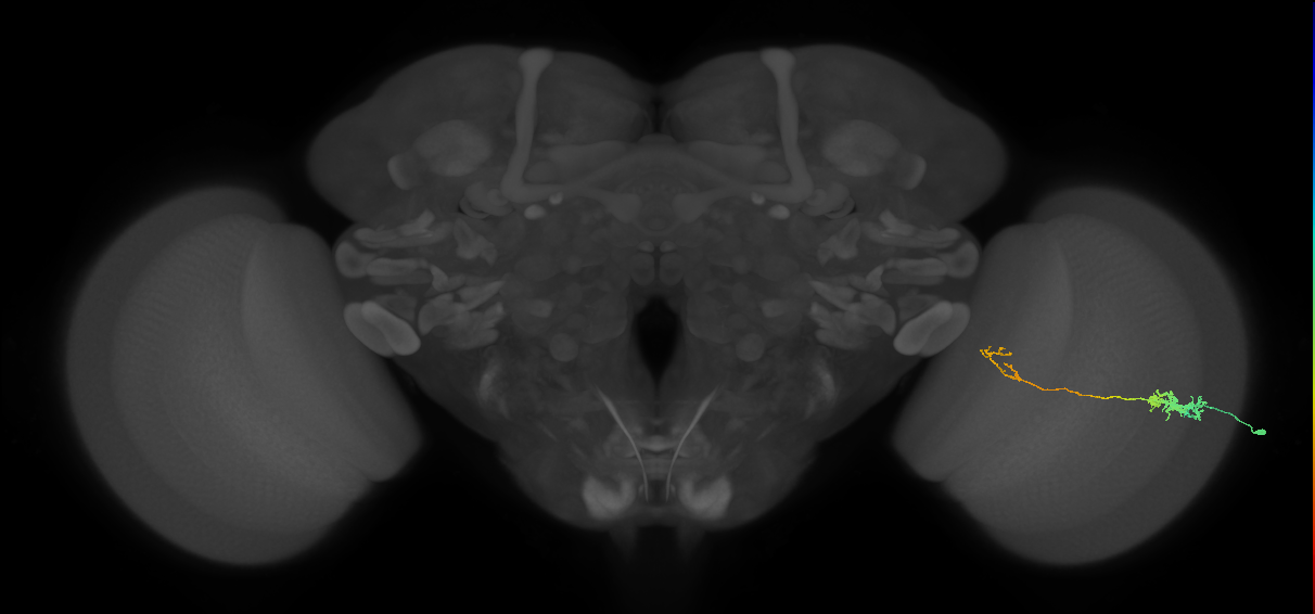 Tm5c_R (MaleCNS:97998)