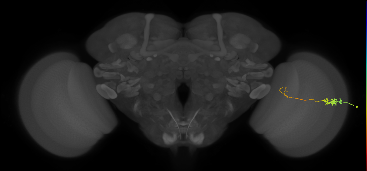 Tm5c_R (MaleCNS:69012)