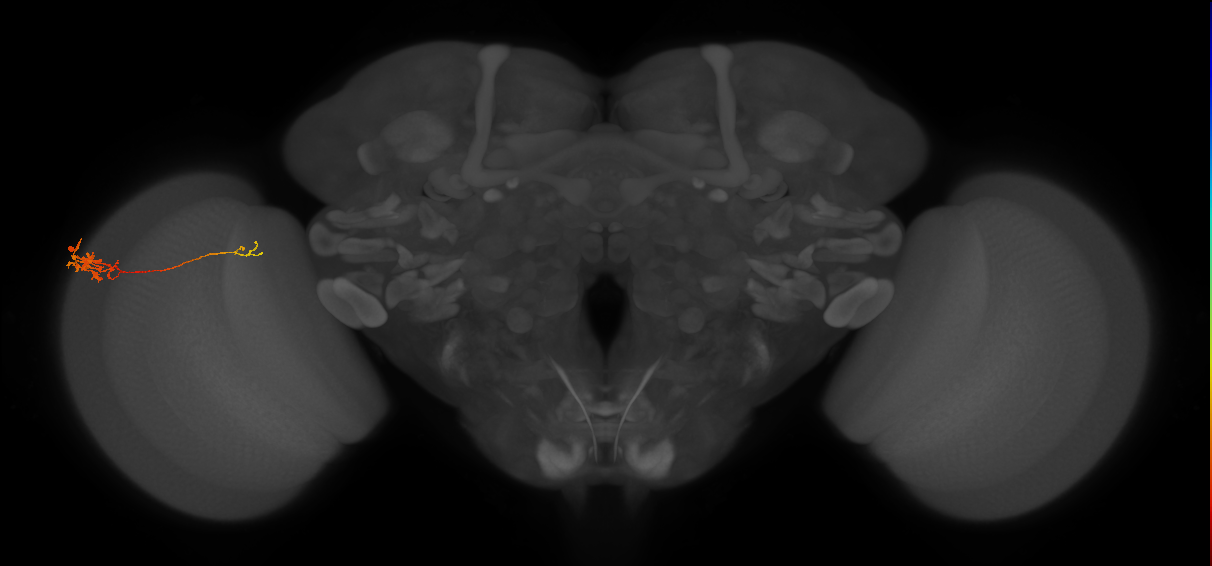 Tm5c_L (MaleCNS:79484)