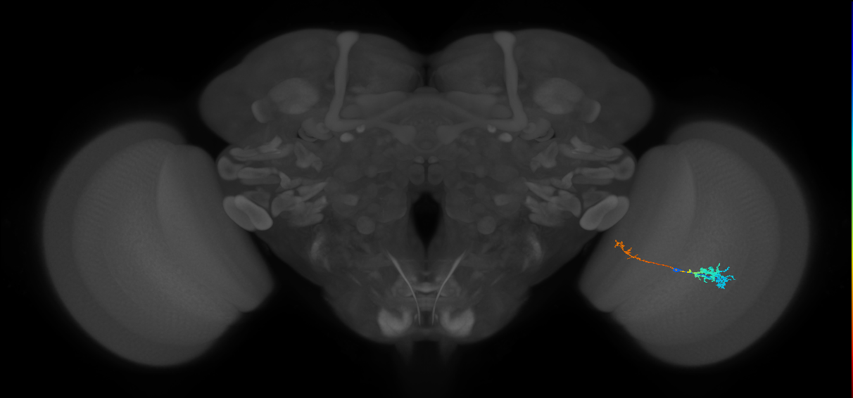 Tm5c_R (MaleCNS:68042)