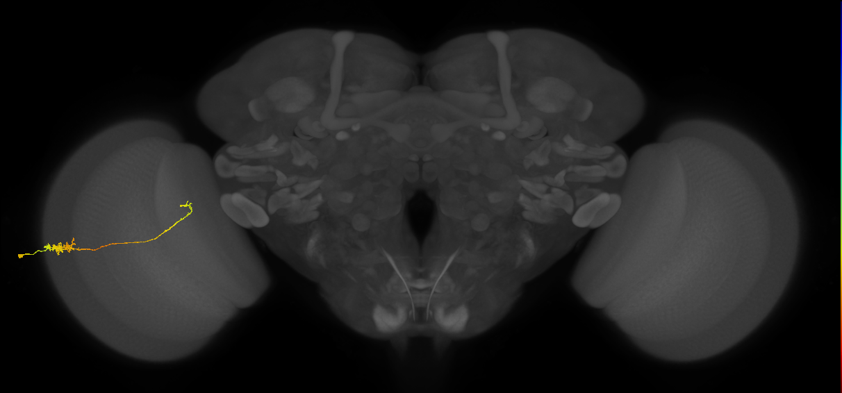 Tm5c_L (MaleCNS:138078)