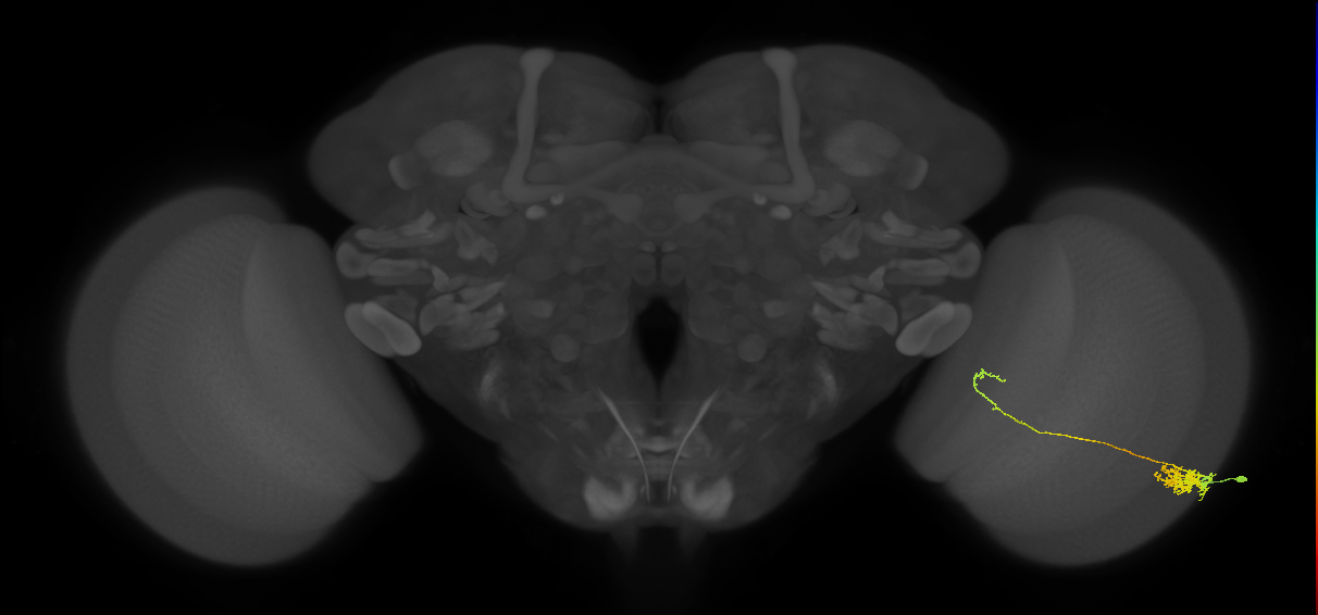 Tm5c_R (MaleCNS:57763)