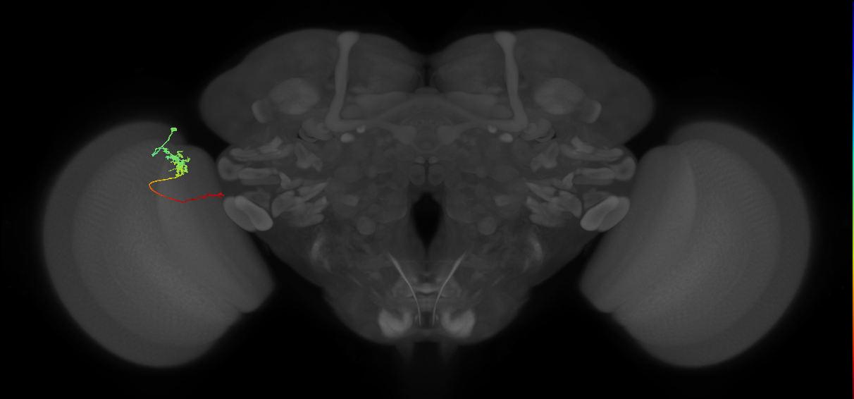 Tm5c_L (MaleCNS:138817)