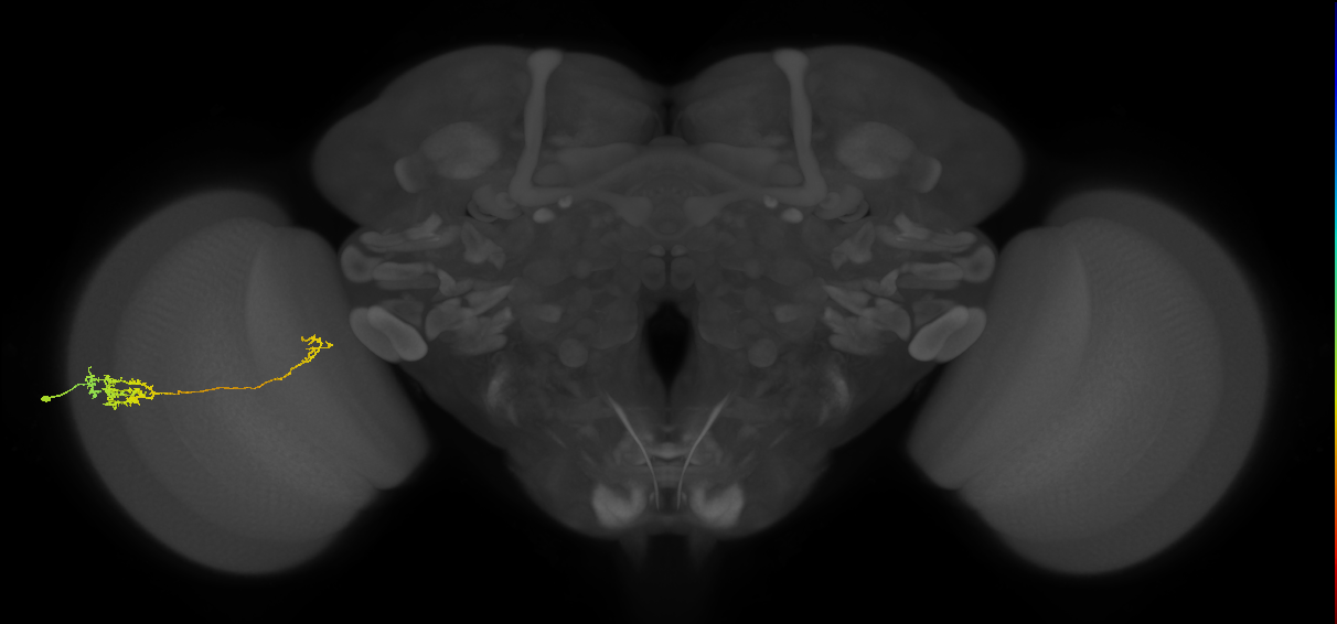Tm5c_L (MaleCNS:64899)