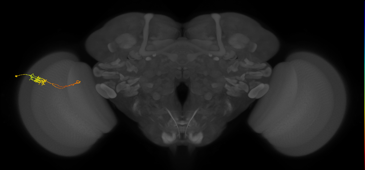 Tm5c_L (MaleCNS:95347)