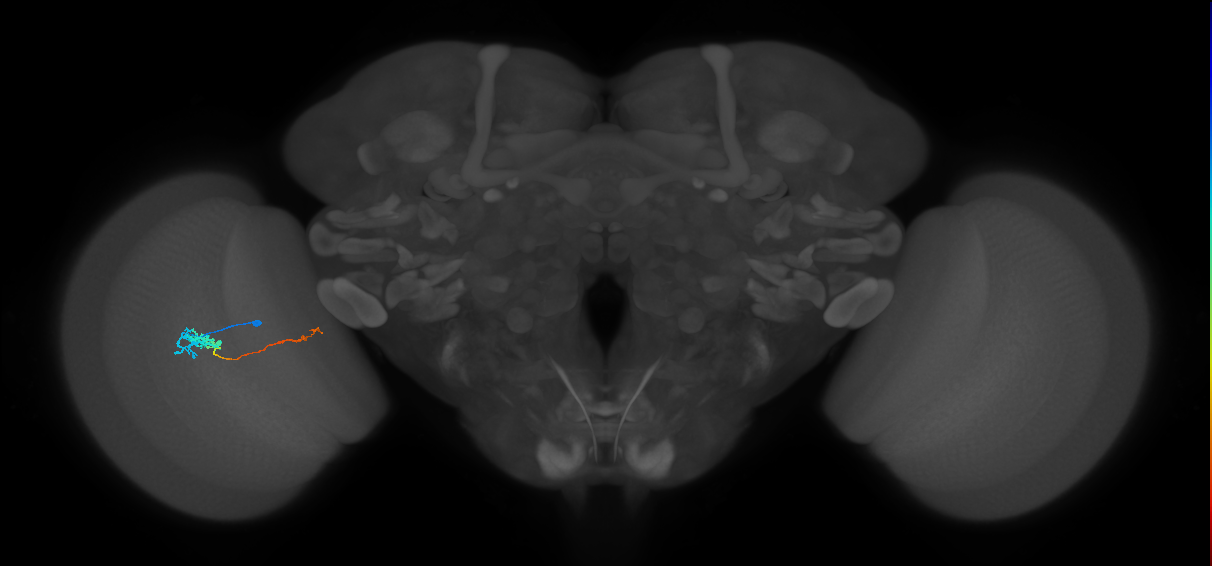 Tm5c_L (MaleCNS:115863)
