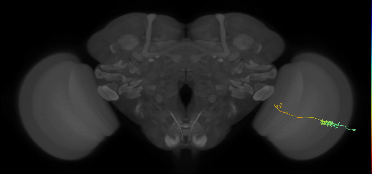 Tm5c_R (MaleCNS:71391)