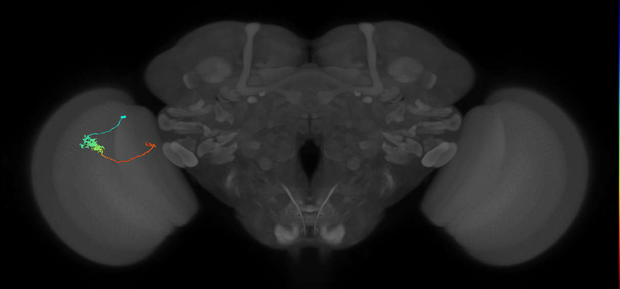 Tm5c_L (MaleCNS:527513)