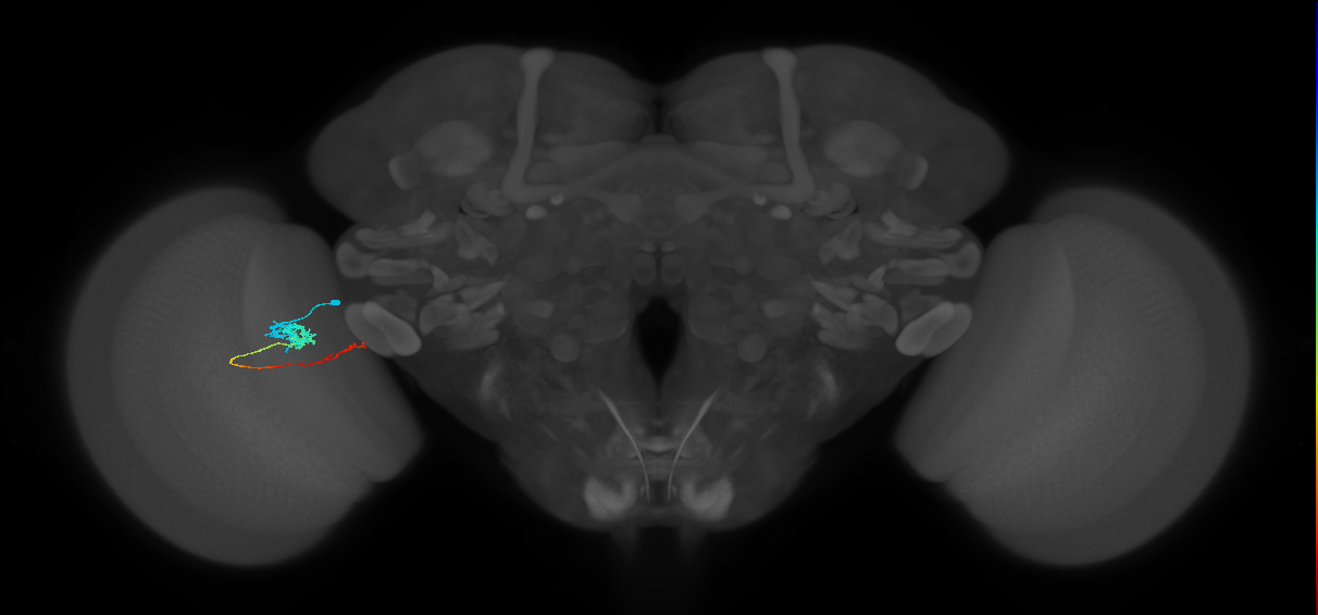 Tm5c_L (MaleCNS:530106)