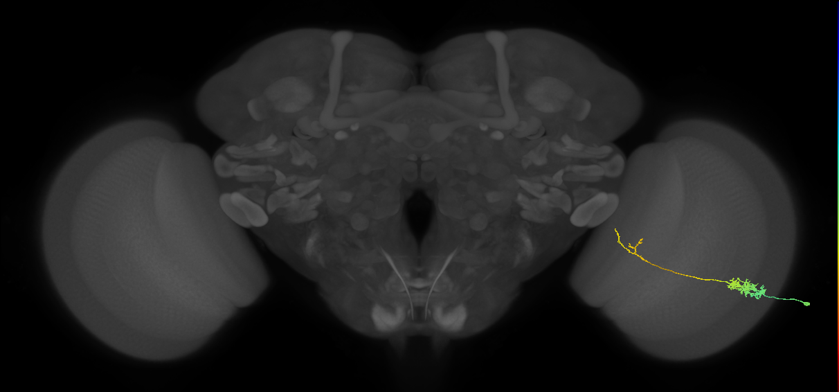 Tm5c_R (MaleCNS:63217)