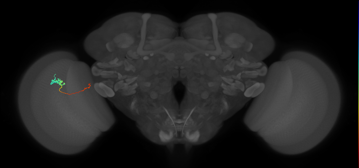 Tm5c_L (MaleCNS:518044)