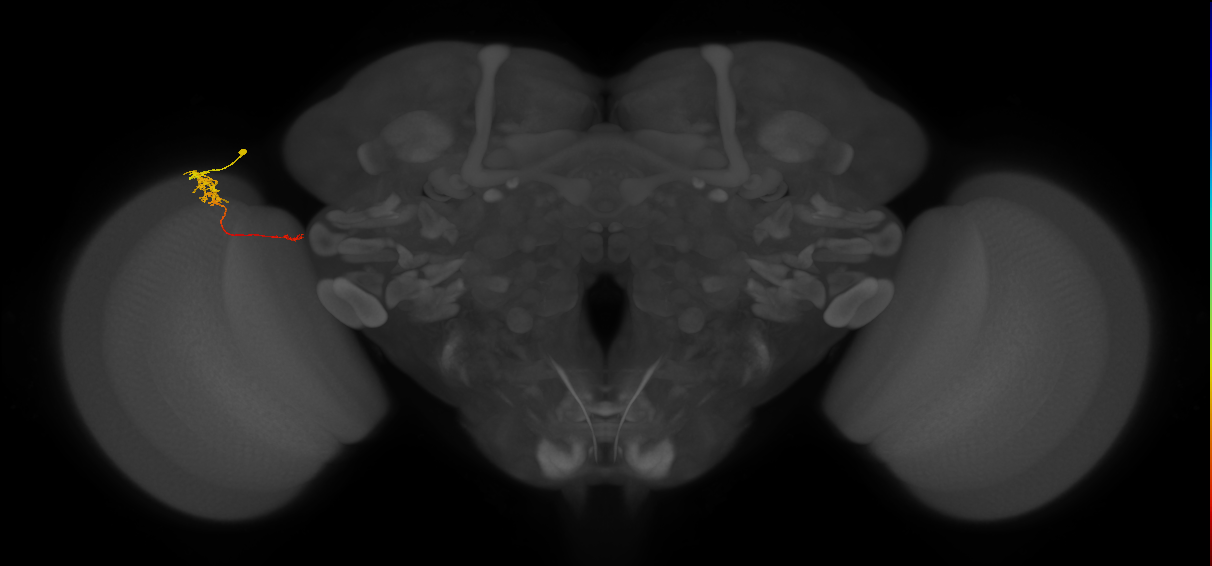 Tm5c_L (MaleCNS:146832)