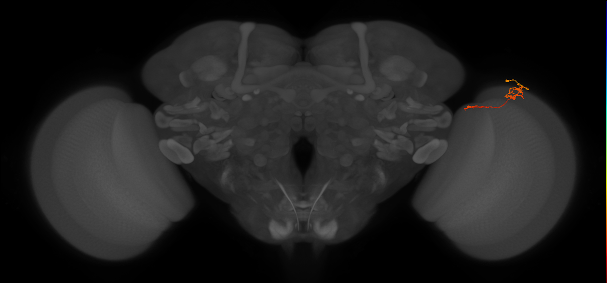 Tm5c_R (MaleCNS:126670)