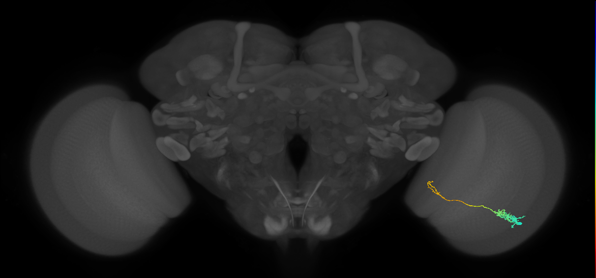 Tm5c_R (MaleCNS:69398)