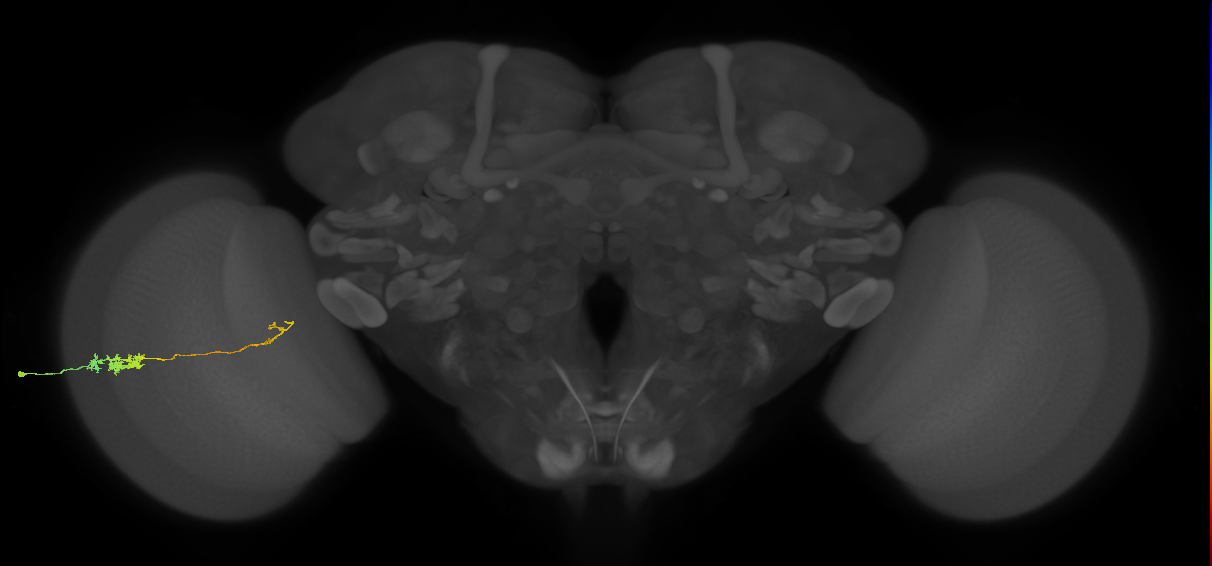 Tm5c_L (MaleCNS:84755)