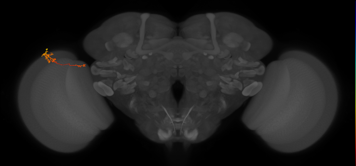 Tm5c_L (MaleCNS:82483)