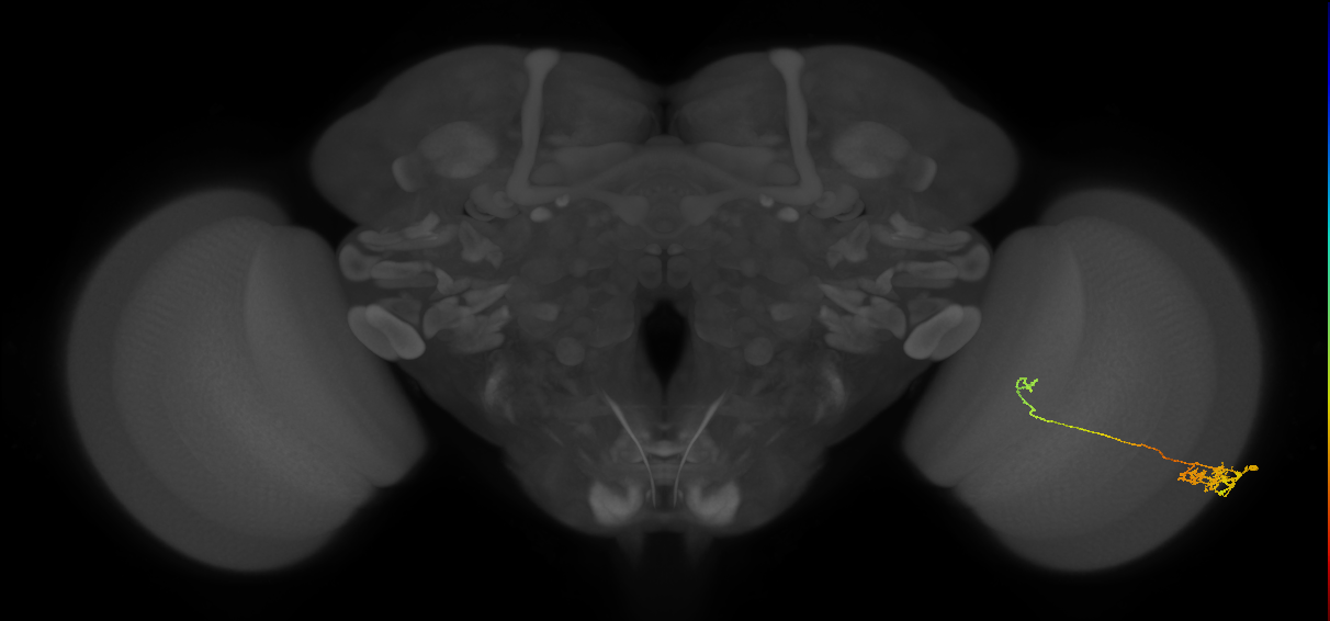 Tm5c_R (MaleCNS:60795)