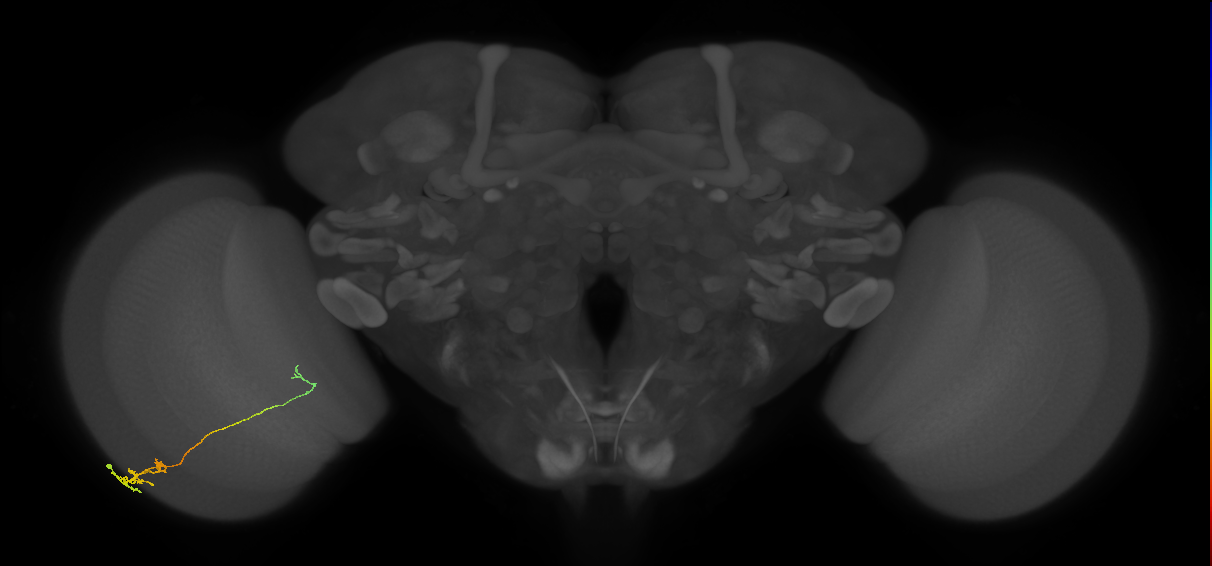 Tm5c_L (MaleCNS:75001)
