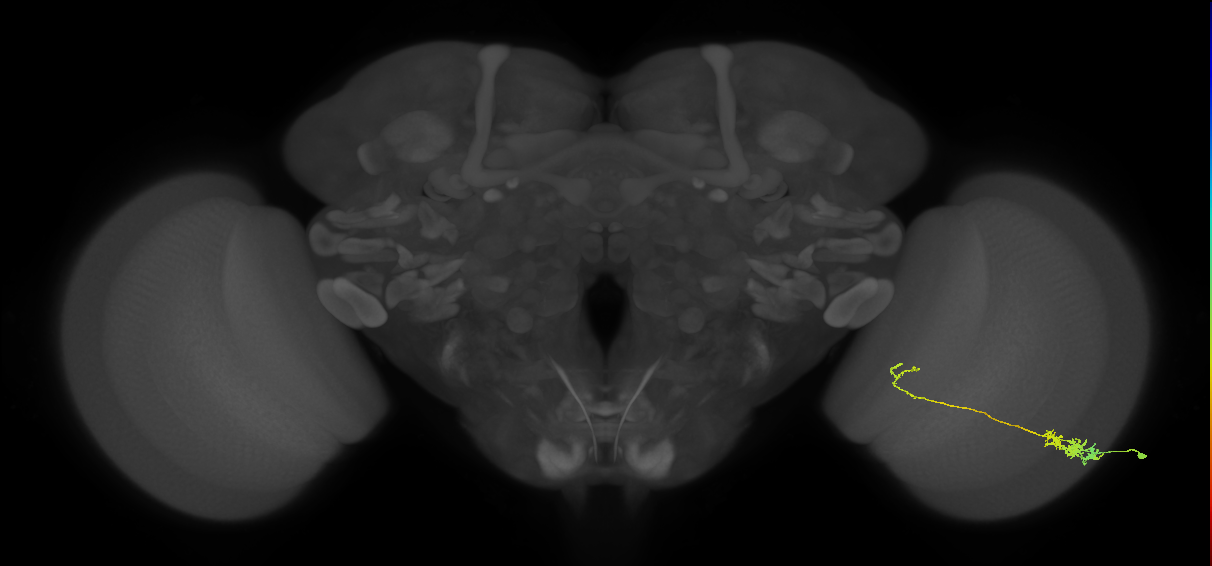 Tm5c_R (MaleCNS:64590)