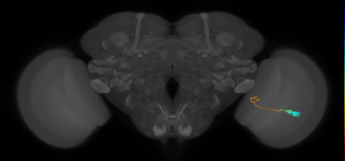 Tm5c_R (MaleCNS:59852)