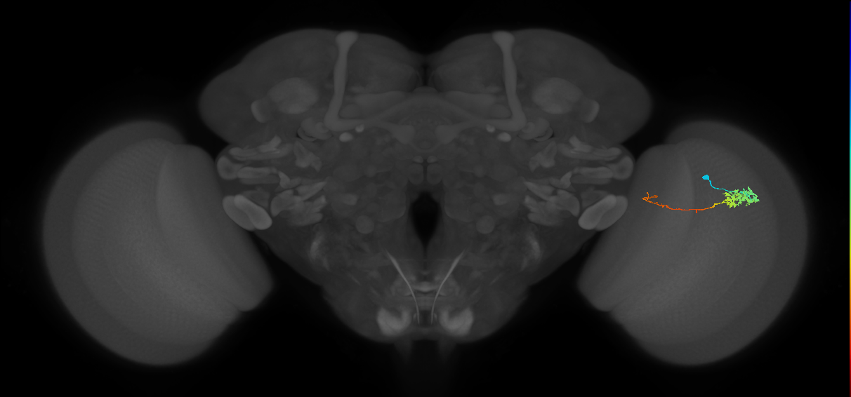 Tm5c_R (MaleCNS:108479)