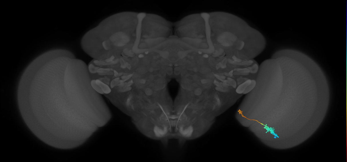 Tm5c_R (MaleCNS:69245)