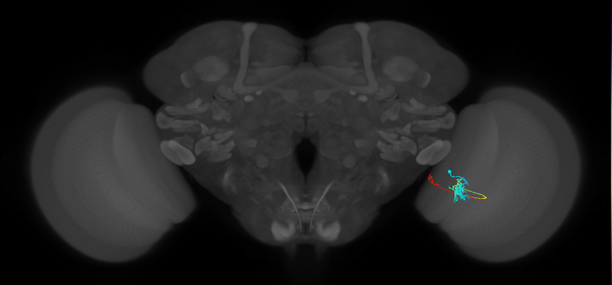 Tm5c_R (MaleCNS:122540)