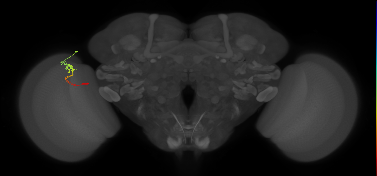 Tm5c_L (MaleCNS:545651)