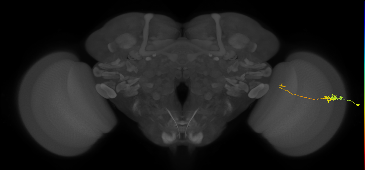 Tm5c_R (MaleCNS:109452)