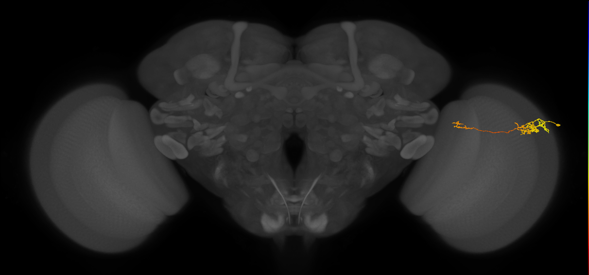 Tm5c_R (MaleCNS:73142)