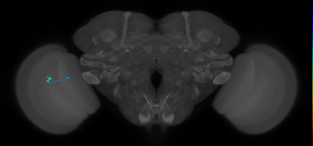 Tm5c_L (MaleCNS:76563)