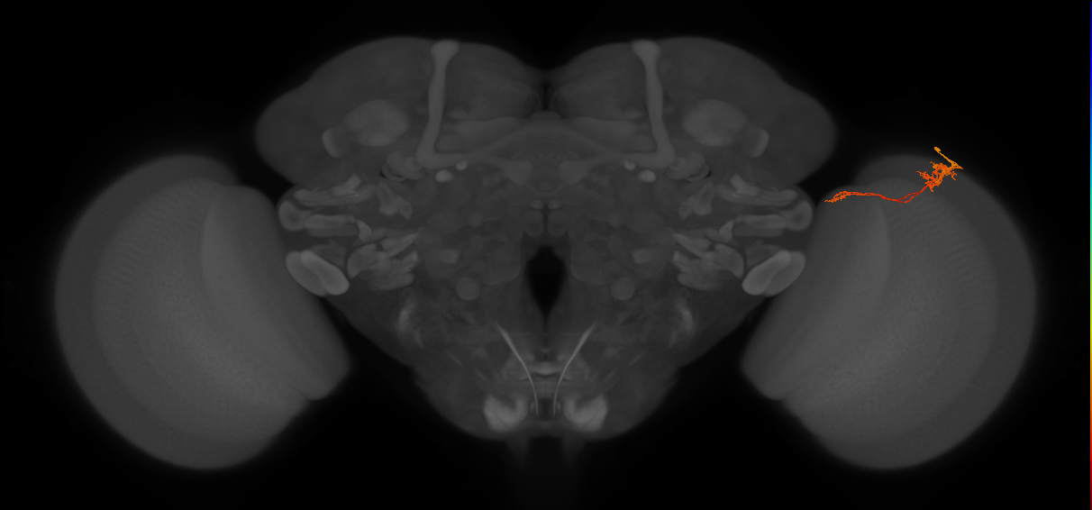 Tm5c_R (MaleCNS:102347)