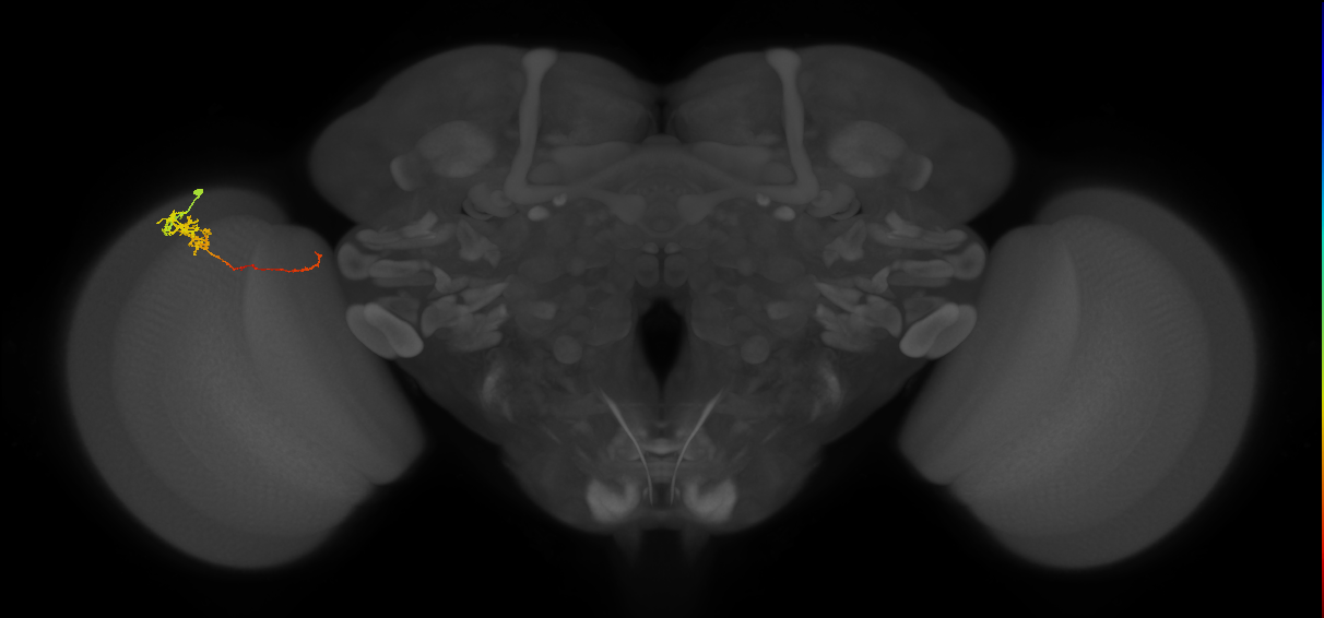 Tm5c_L (MaleCNS:535628)