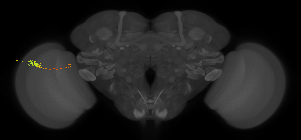 Tm5c_L (MaleCNS:80887)