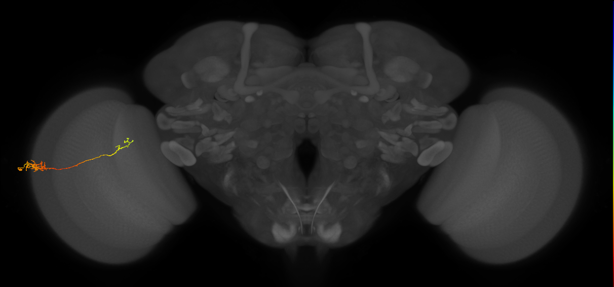 Tm5c_L (MaleCNS:101402)