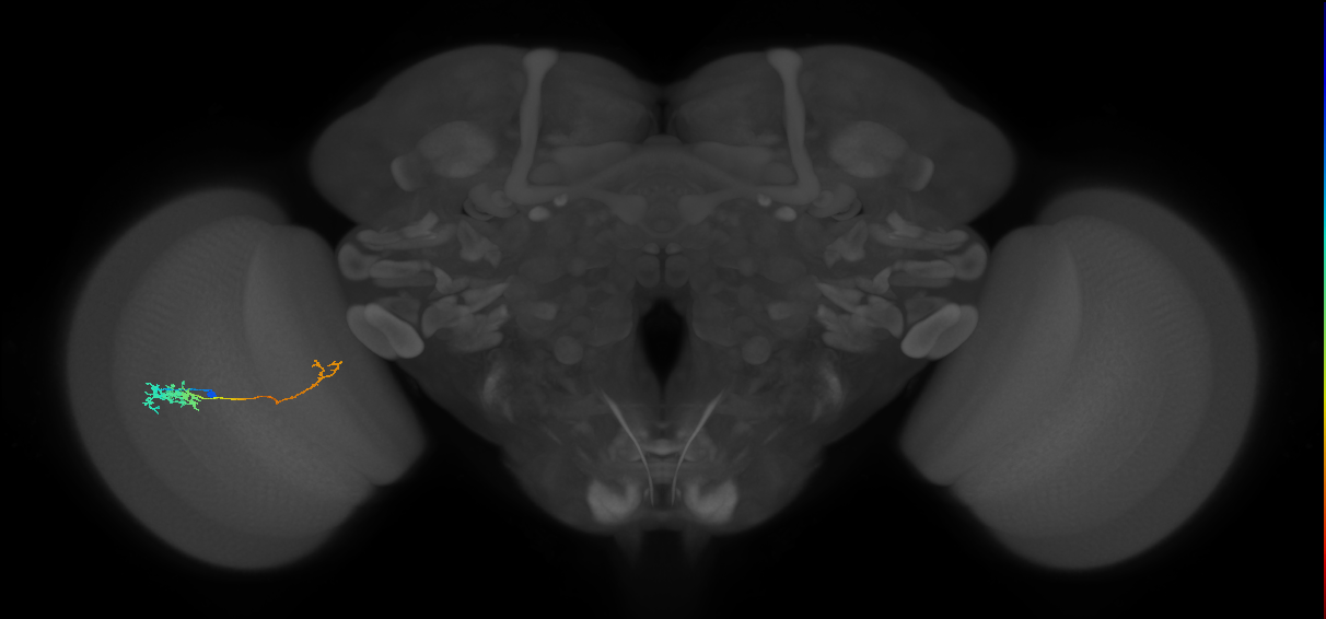 Tm5c_L (MaleCNS:64480)