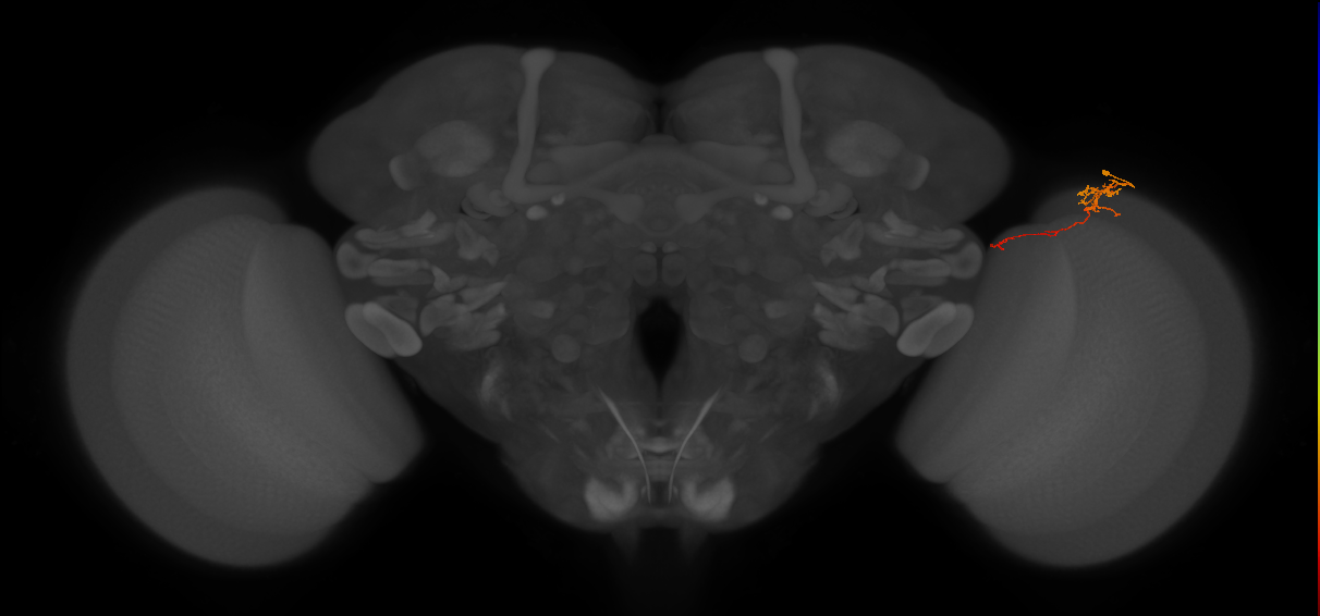 Tm5c_R (MaleCNS:126532)