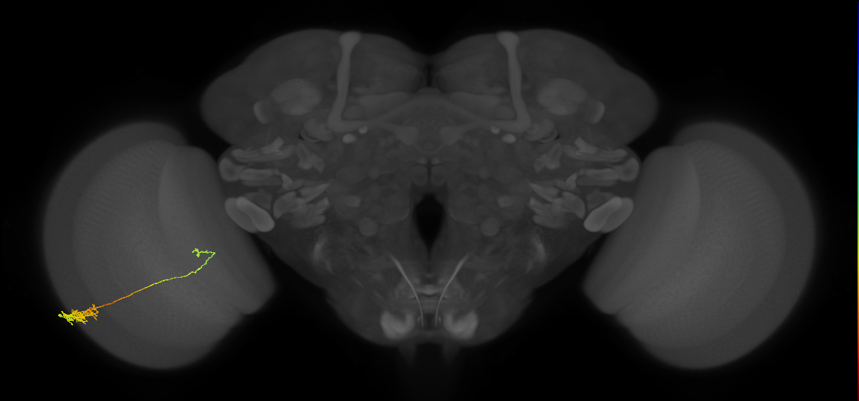 Tm5c_L (MaleCNS:76934)