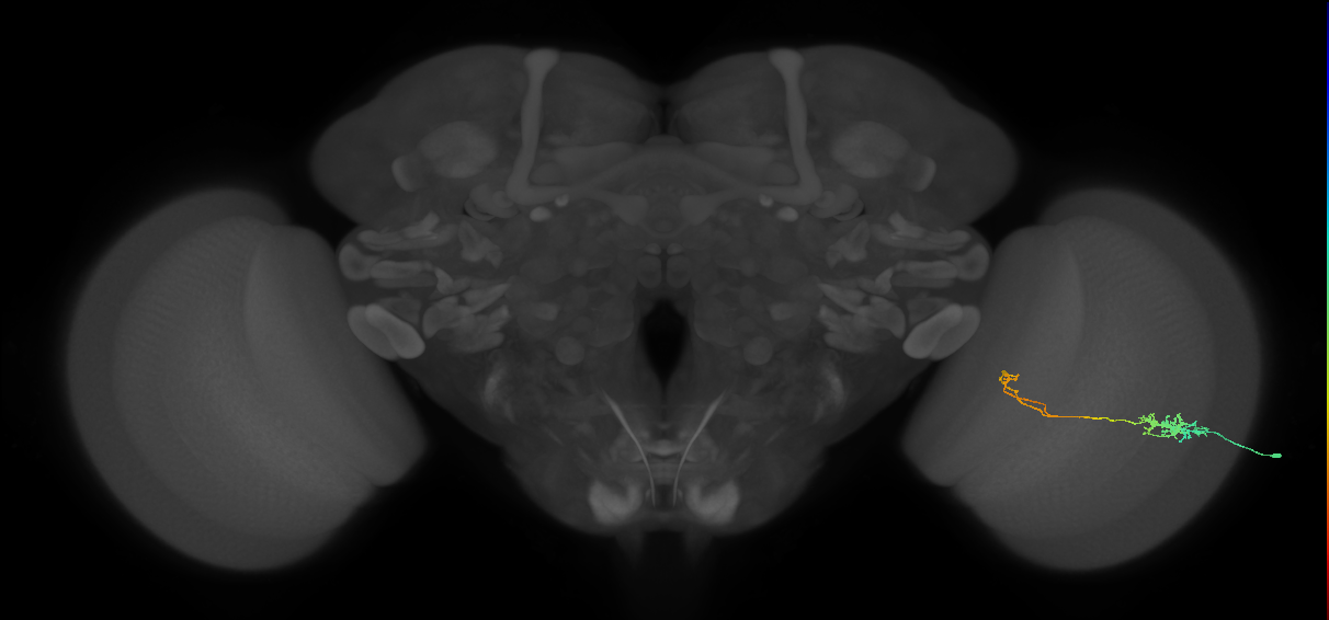 Tm5c_R (MaleCNS:115130)