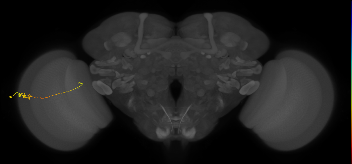 Tm5c_L (MaleCNS:102070)