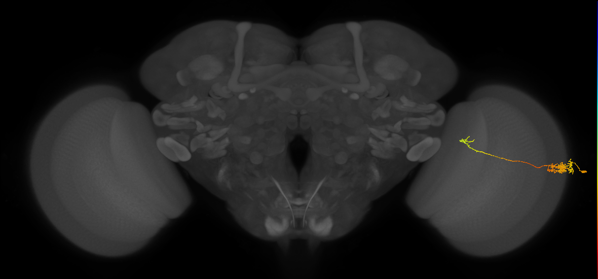 Tm5c_R (MaleCNS:74121)